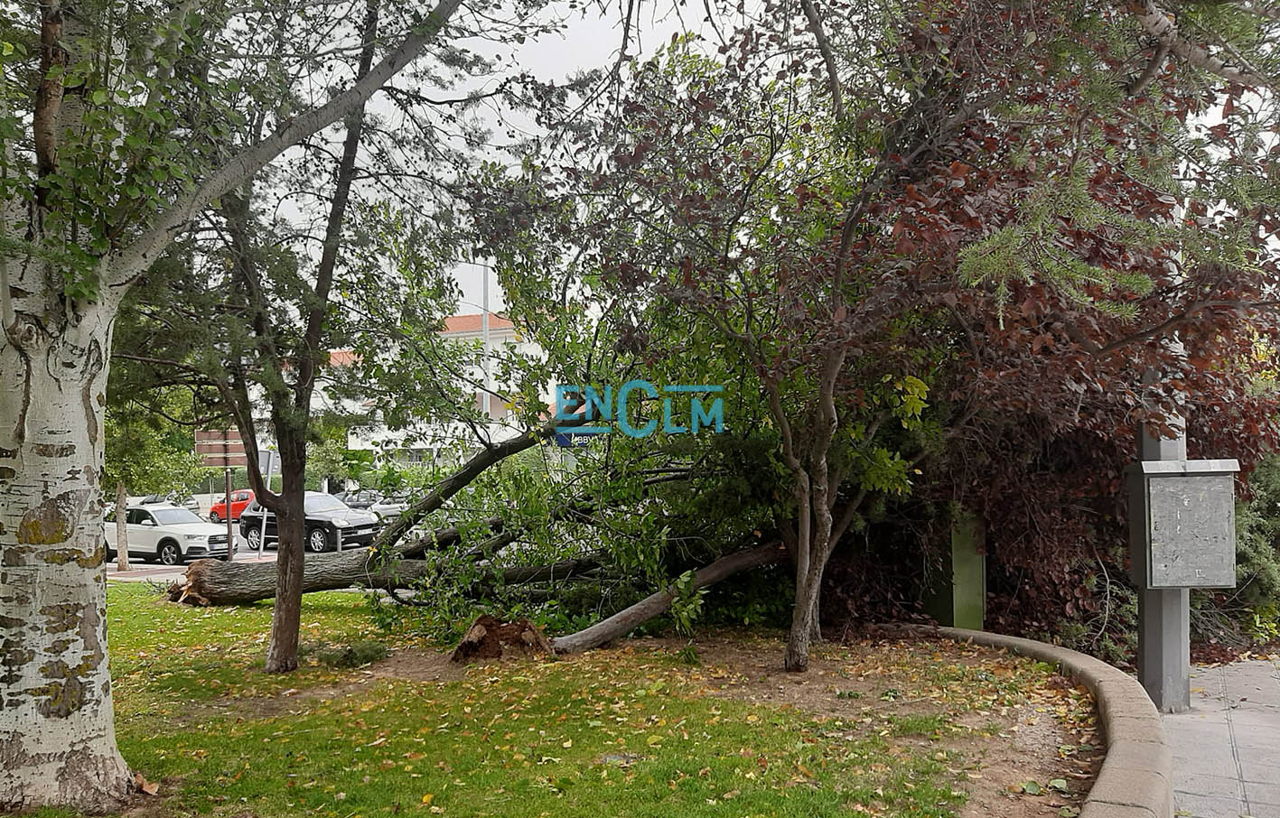 Cae un árbol sobre un coche en Toledo, dos en el Polígono, ramas en una gran  avenida… - ENCLM
